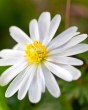 Anemone blanda white splendour.jpg